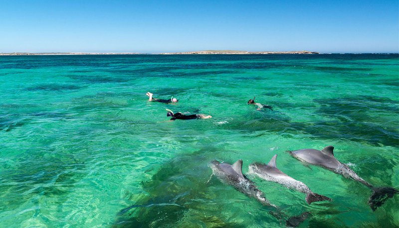 snorkelling with dolphins in South Australia.jpg