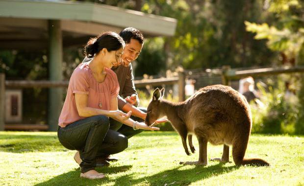 Healesville Sanctuary - Magic Moment Kangaroo.jpg