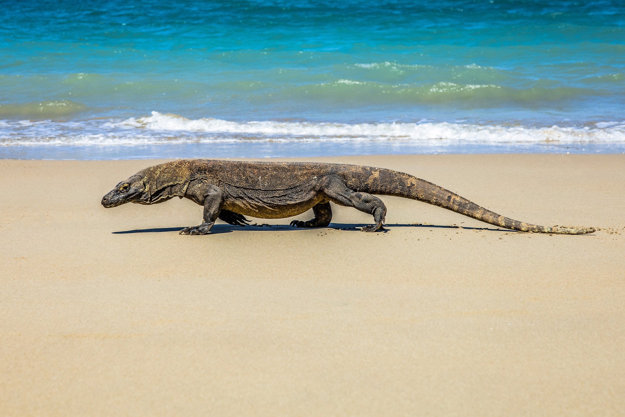 Komodo Island Dragons