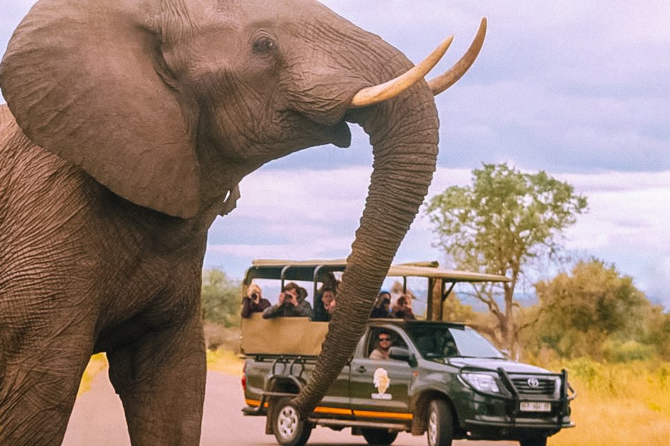 Kruger National Park Elephant Open Game Drive