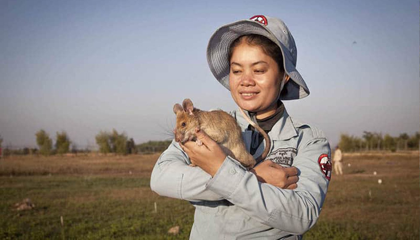 SmallChange_Cambodia_ApopoHeroRats