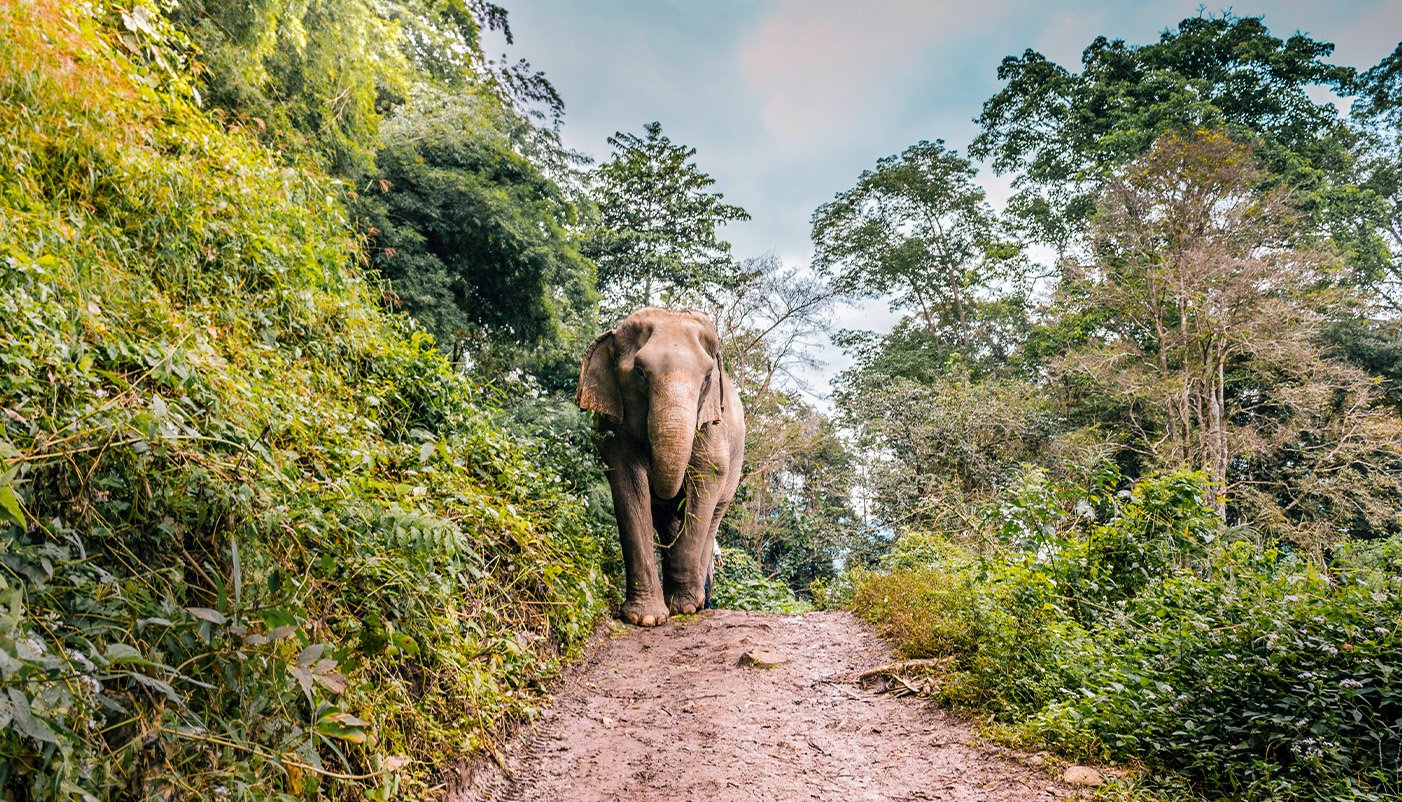 SmallChange_Thailand_Elephants