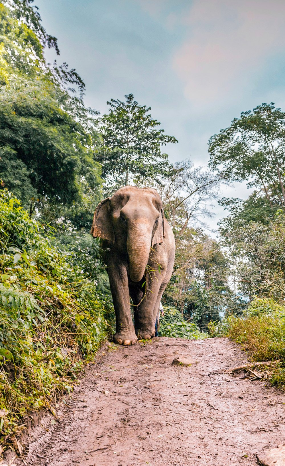 SmallChange_Thailand_Elephants_mobile