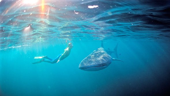 snorkelling with whale sharks ningaloo reef.jpg